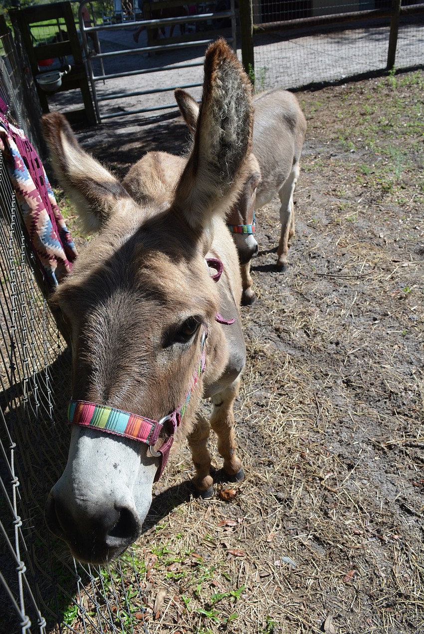 The camp includes two donkeys, Monster (front) and Bruiser (behind).