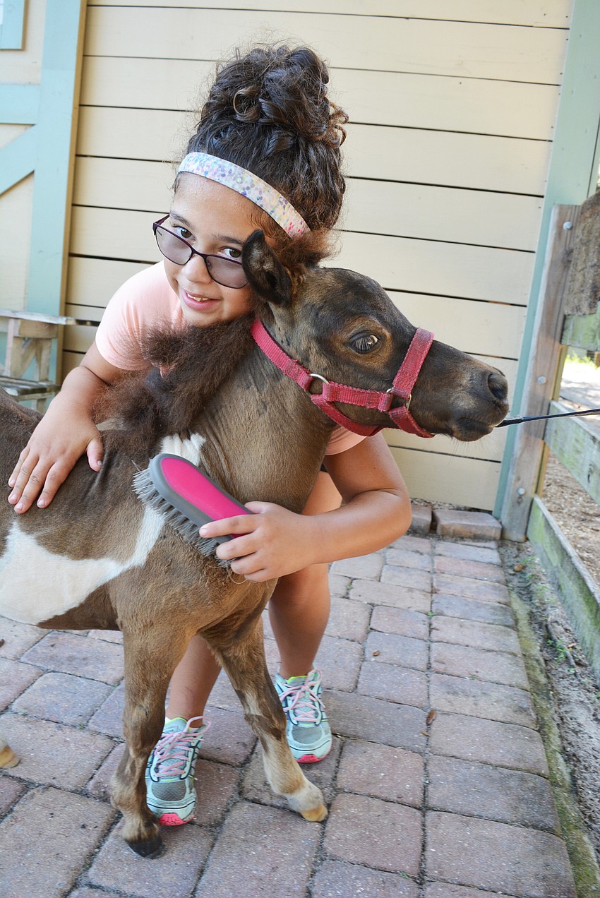 GreyHawk Landing's Gianna Demino loves her snuggly foal, Sailor.  She picked him because he'd be easier to handle than a larger mini horse.