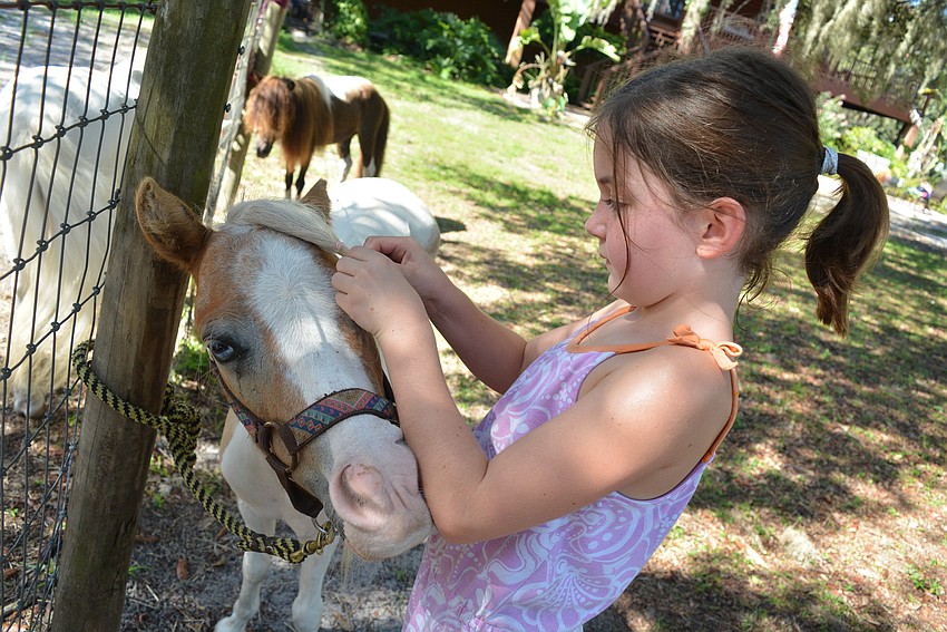 Camper Laurel Toale braids the hair of her mini horse, Asher. She likes the wave it puts in his mane when she loosens the braid.