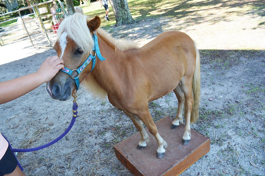 Campers get Summer to put all four legs on a box. The trick is part of some mini horse competitions.