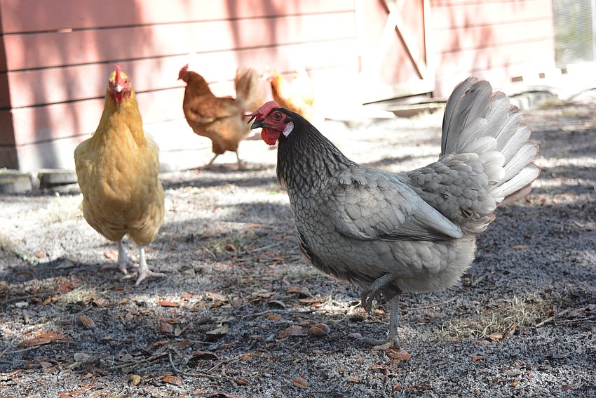 Campers get to experience a variety of farm activities, including feeding the chickens.
