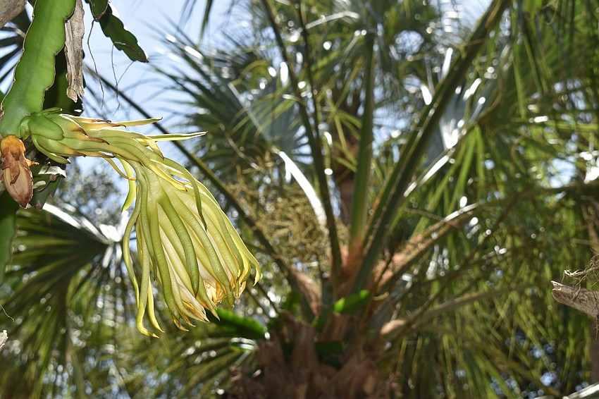 Not ready yet, the flower sits inside the clutch of its bud.