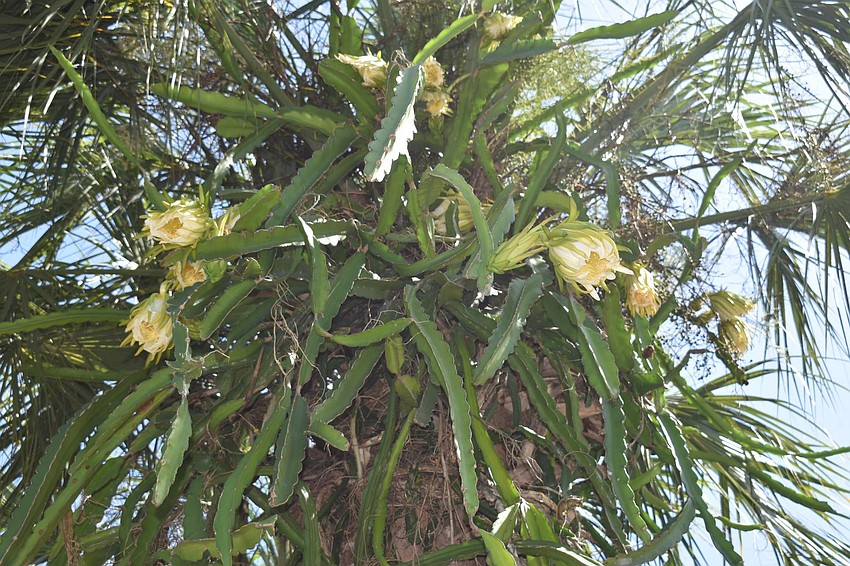 Clusters of the flower are high up on its host palm.