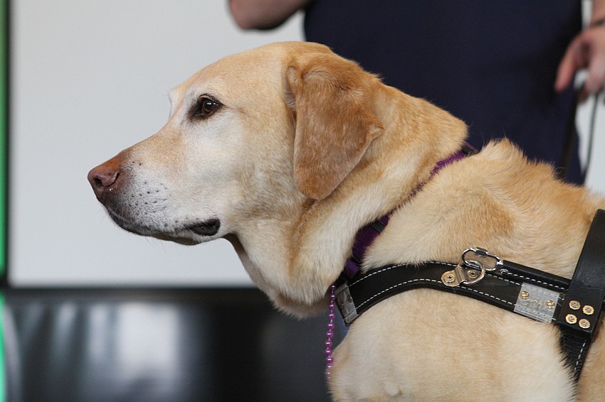 Carson the golden retriever