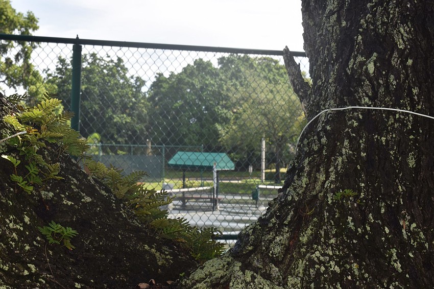 Between the trees. Watch tennis from the deck of the tennis center.