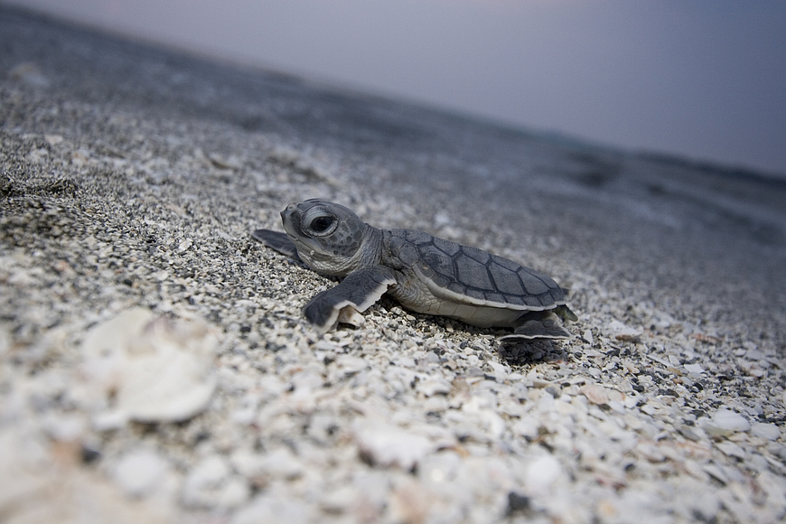 Turtle hatchlings instinctively head toward light from the beach.