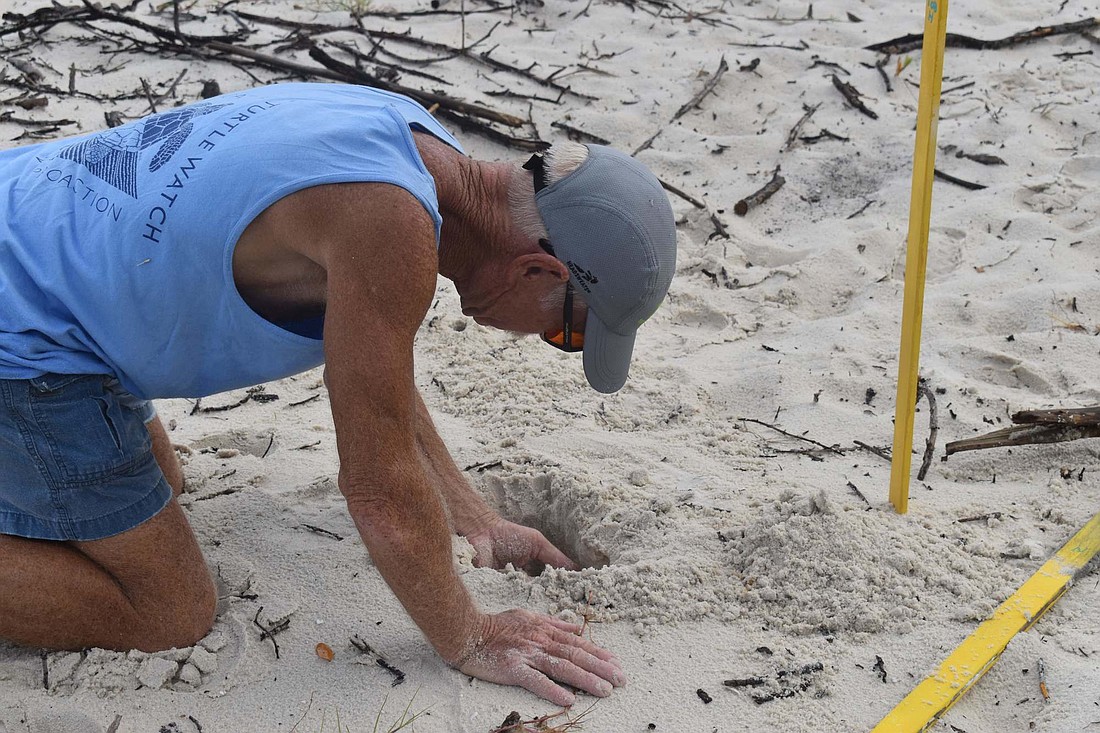 Longboat Key Turtle Watch member Mike Herron excavates a nest on Saturday, Aug. 3.