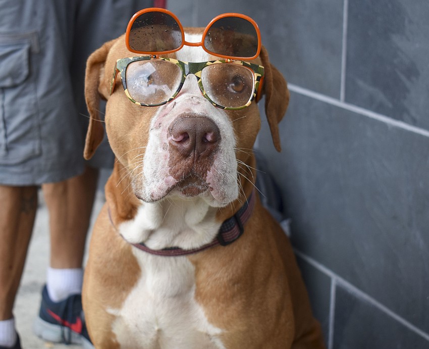 Even Champion the boxer dresses up for Woodstock Revival.