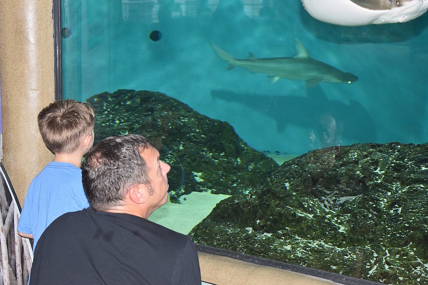Colton and Mike White check out the sharks.