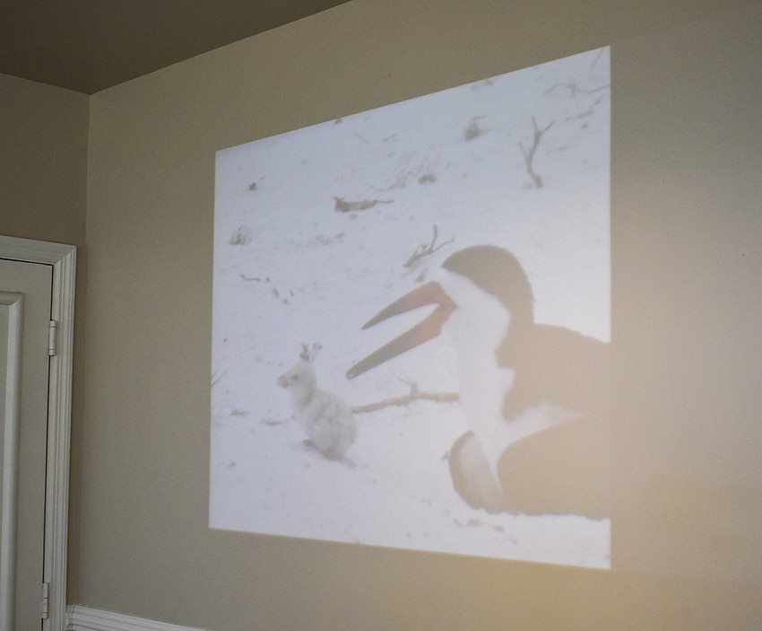 Photos taken throughout the volunteer season play in a slideshow.