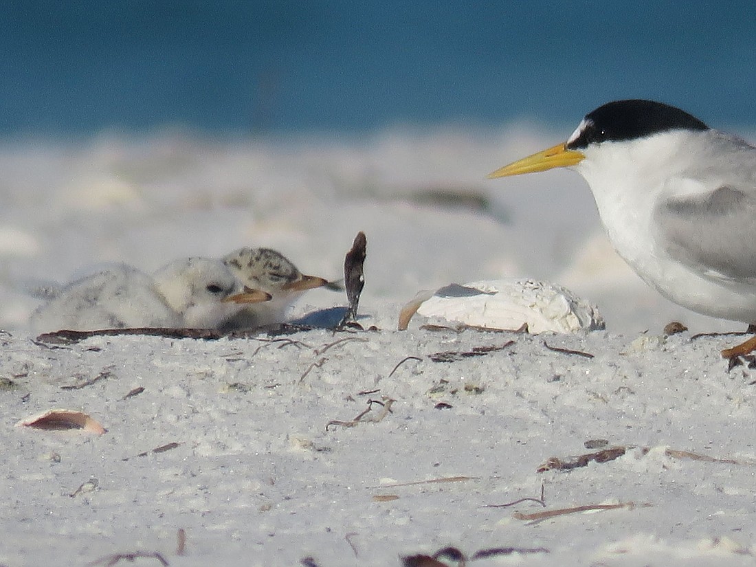 A least tern chick on Lido Key. Photo by Kylie Wilson.