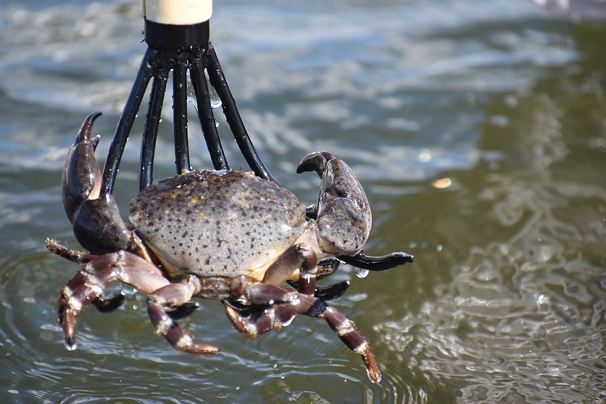 A stone crab hangs on a rake.