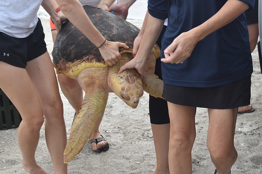 Mote volunteers carry Kennel to the water.