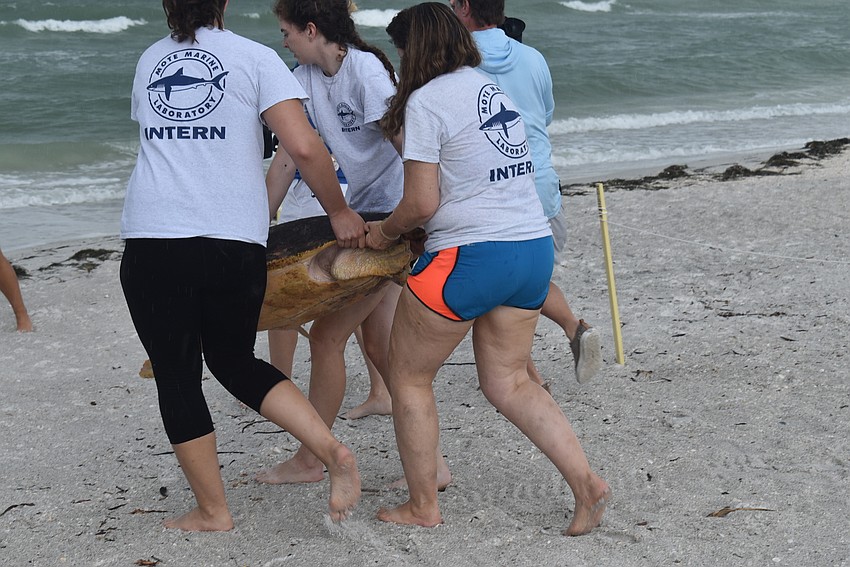Kristen Toth, Susan Jablonski and Mauryn Brownback took the turtle down the beach.