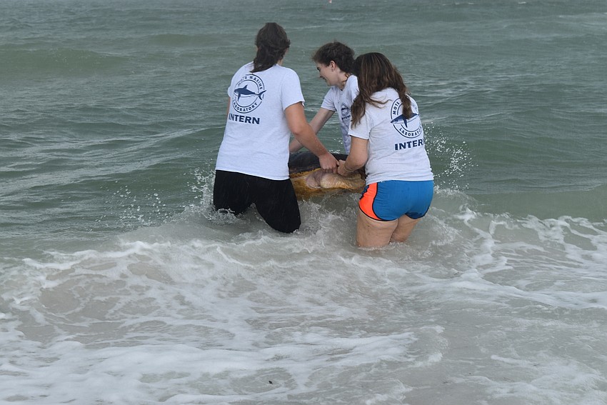 Kristen Toth, Susan Jablonski and Mauryn Brownback carry the turtle the final few steps.