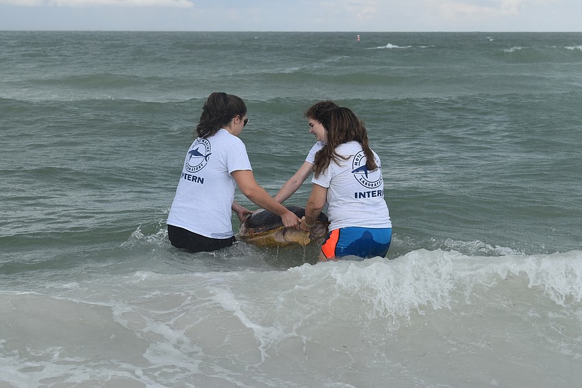 The turtle's flippers started to 