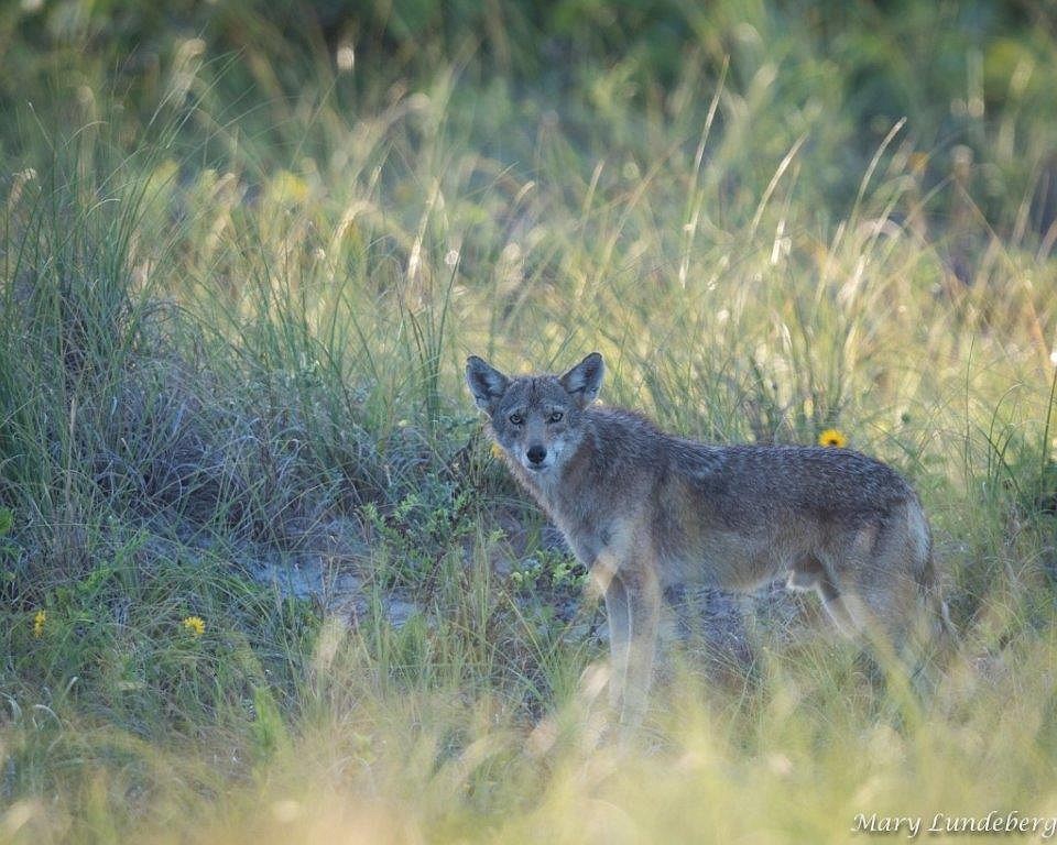 Coyote in beach dunes at snowy plover nest. Photo courtesy of Susan Phillips.