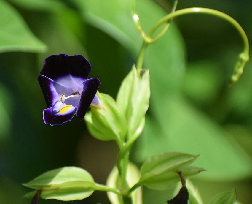 A world of beauty in Carolyn Lowry-Nation's back yard includes a petite petunia