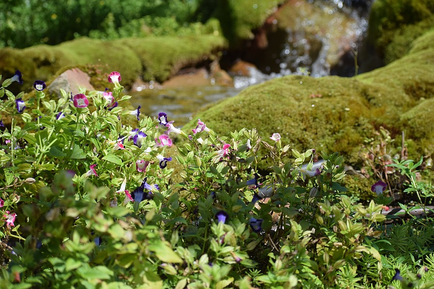 A bed of petite petunias sits with a waterfall in the background.
