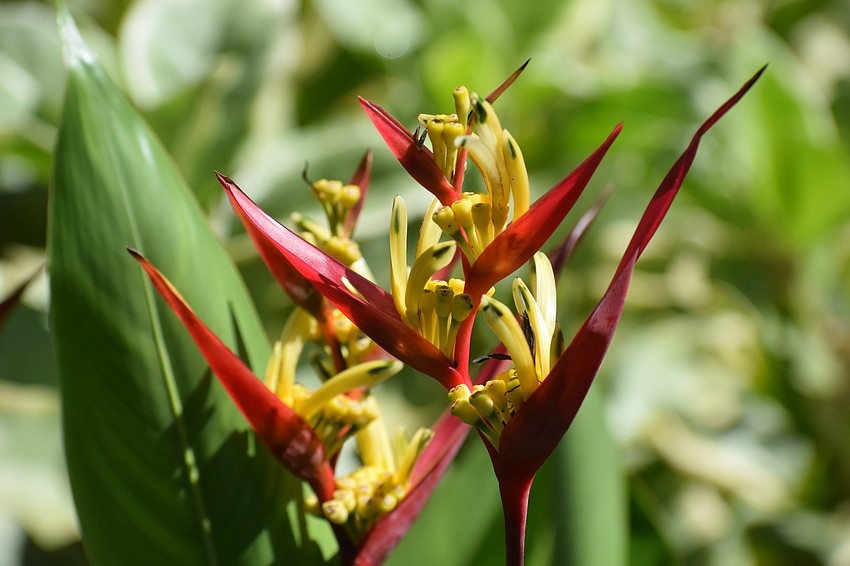 Heliconia offers unique beauty to Carolyn Lowry-Nation's lanai.