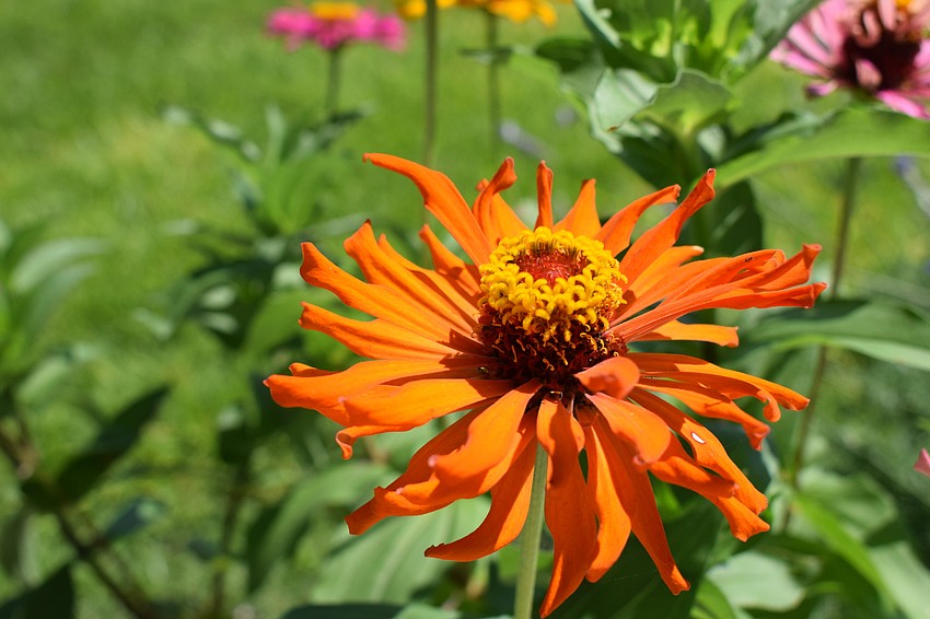 Zinnia bursts with color.