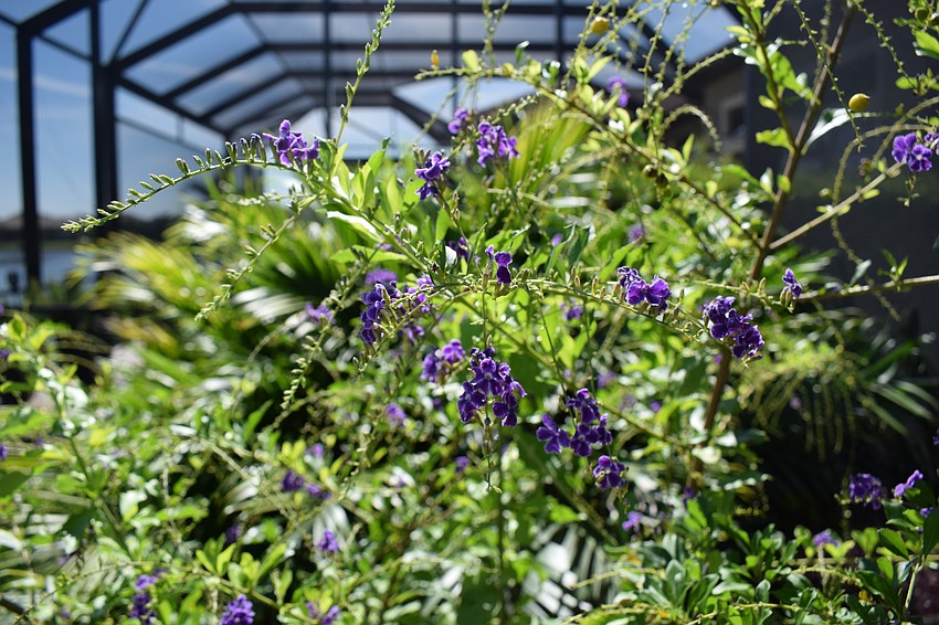 Golden raintree thrives in Carolyn Lowry-Nation's lanai.