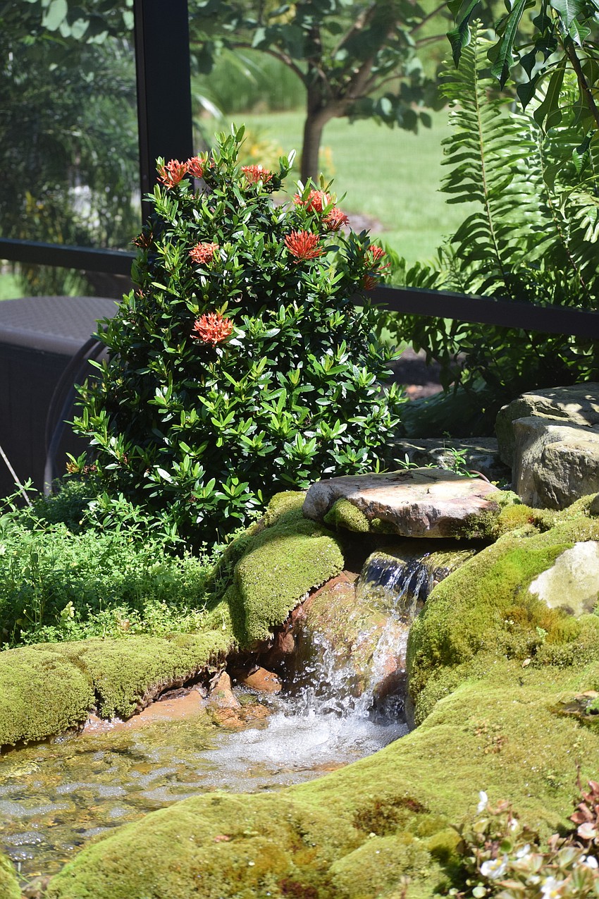 Ixora grows along her screen.