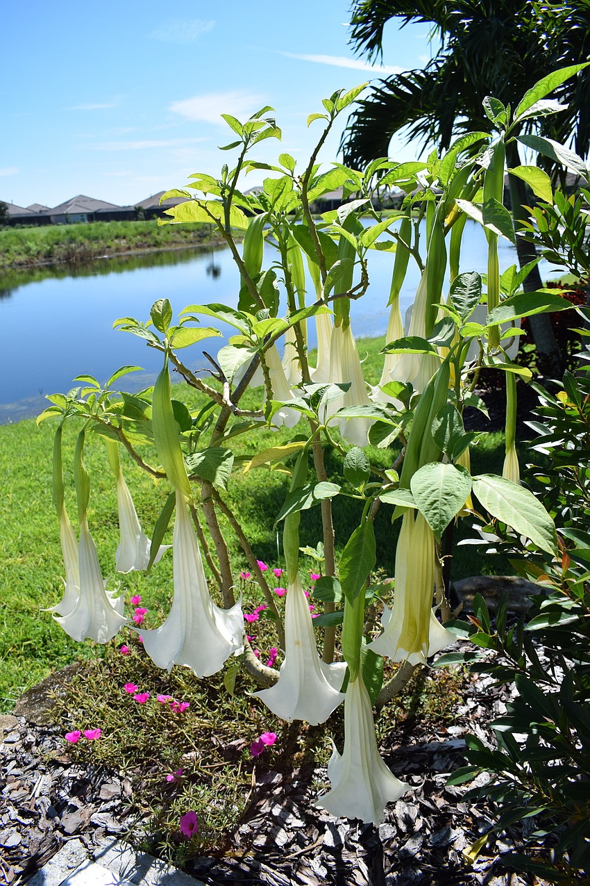 A trumpet tree plant adds an unusual beauty in her back yard.