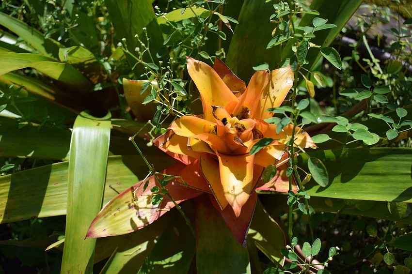 Bromeliad adds a burst of color.