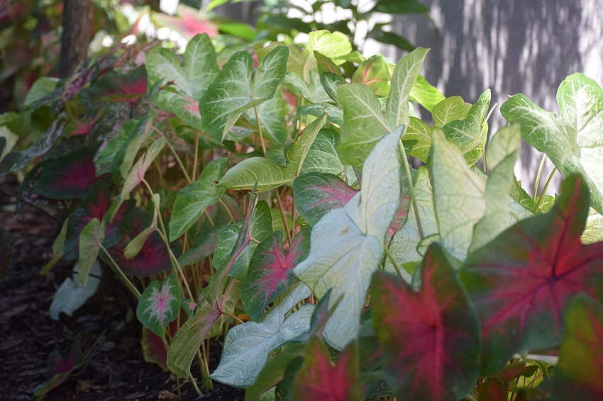 Caladiums thrive along the side of the house.