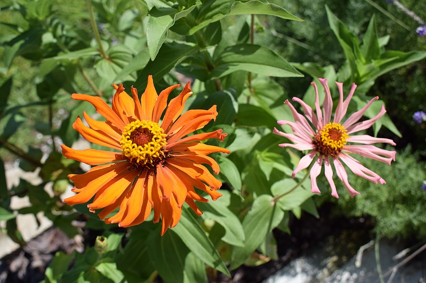 Zinnia flourishes in her yard.