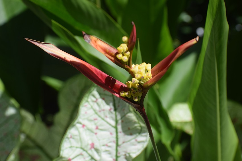 Carolyn Lowry-Nation has an interesting mix of plants including heliconia ...