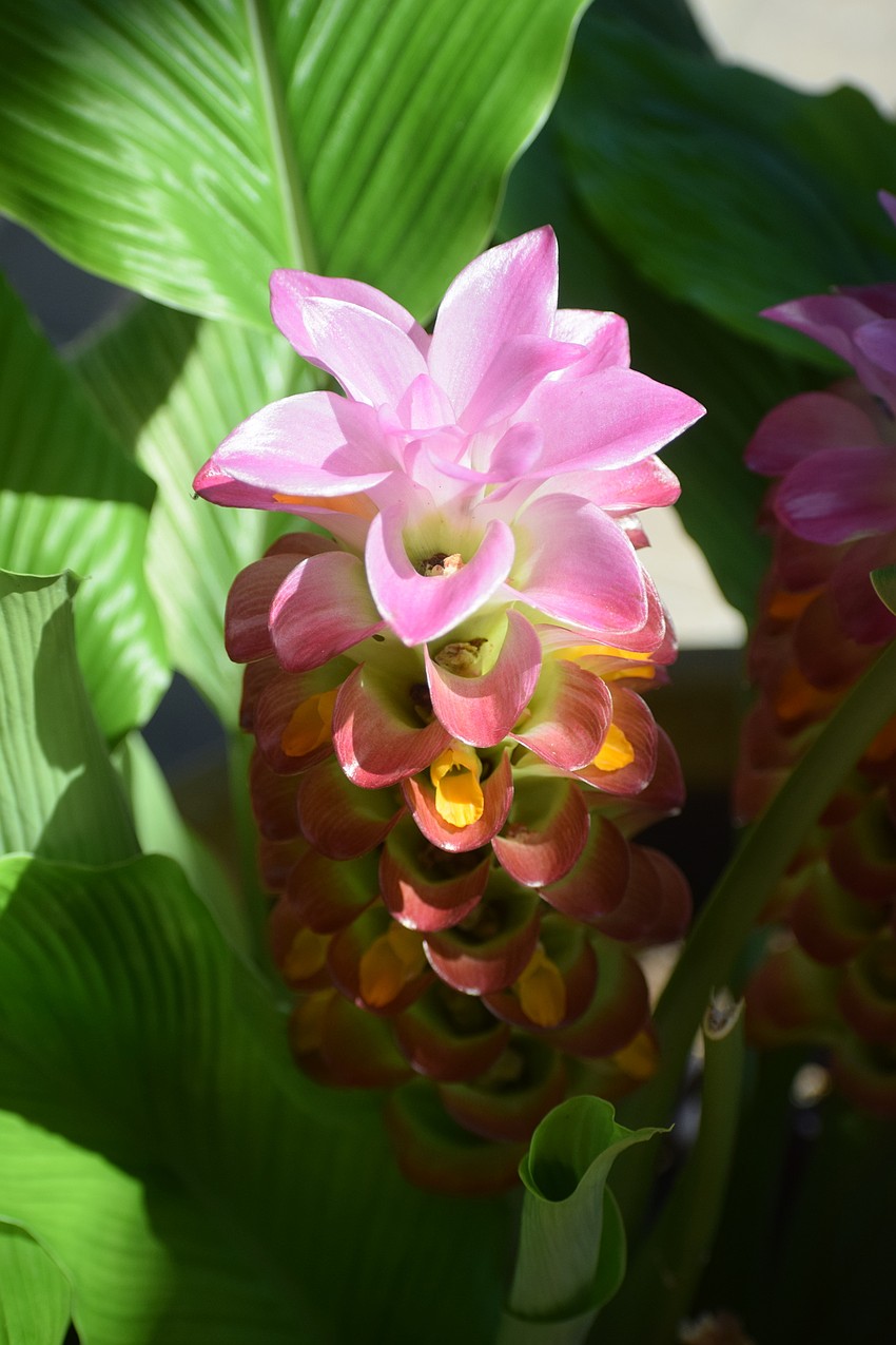 ... curcuma ...