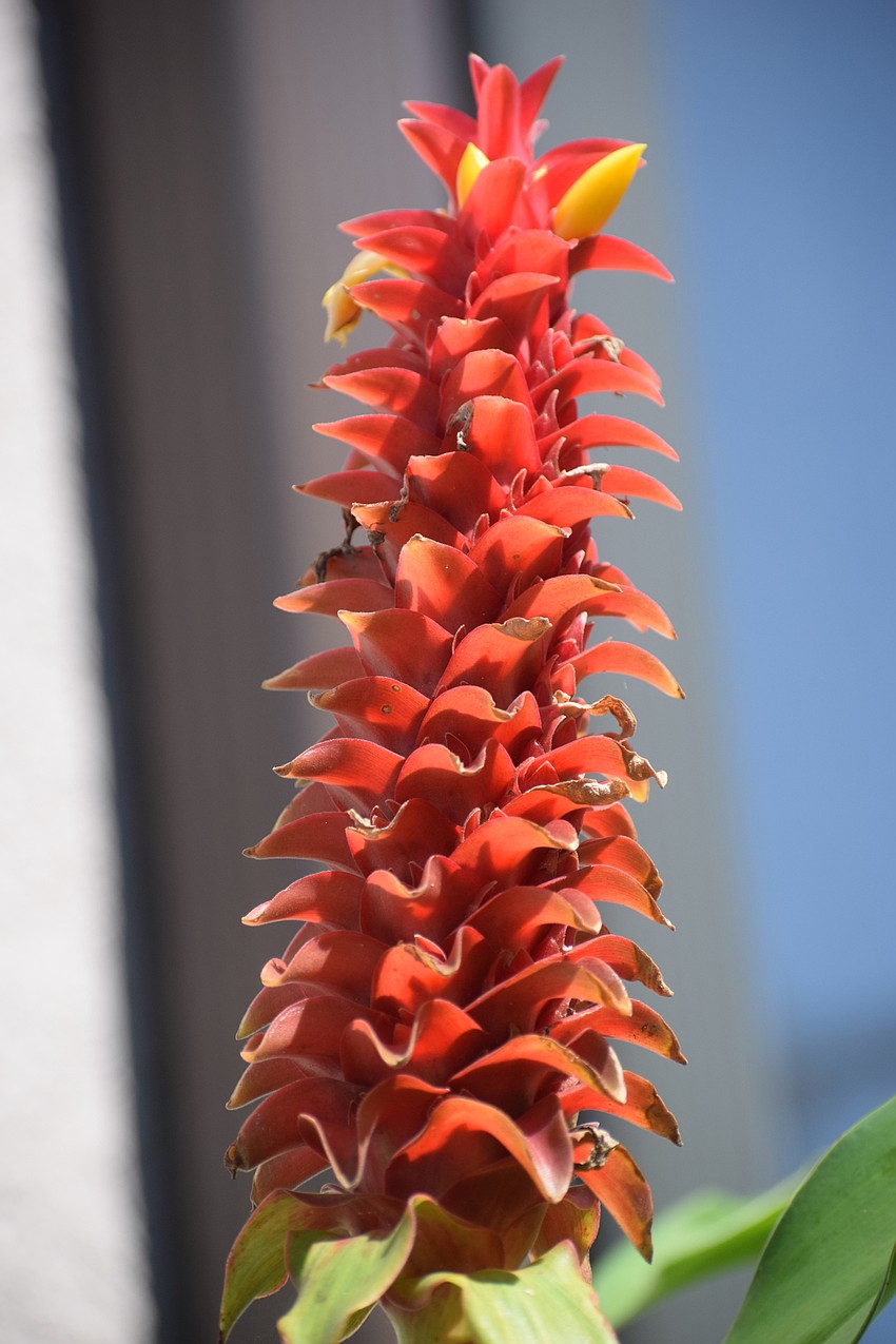 ... and spiral stem ginger.