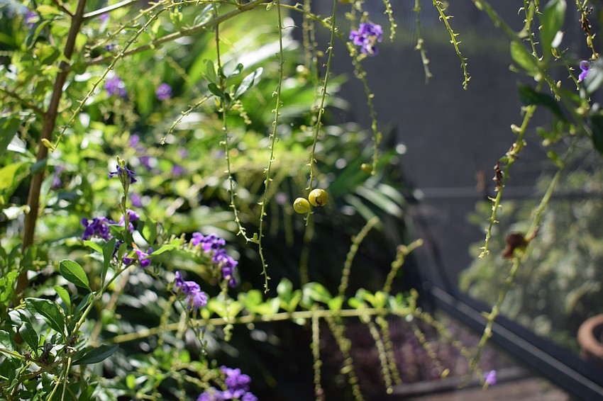 Golden raindrop is prominently featured.