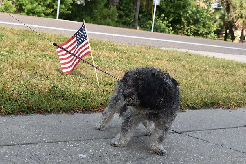 Chino stops for a moment during his walk.