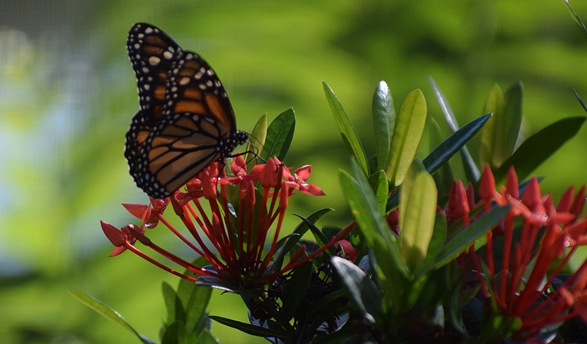 Carolyn Lowry-Nation grew milkweed in her lanai and the result was Monarch butterflies that developed because their eggs had been attached to the milkweed before it was purchased.