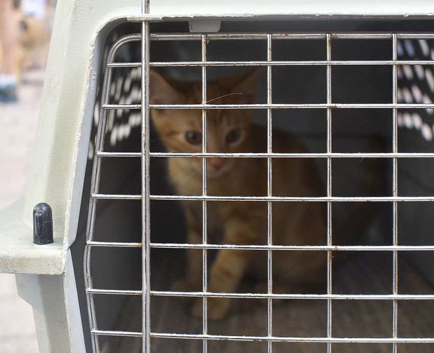 Joey is one of two cats who attended the blessing.