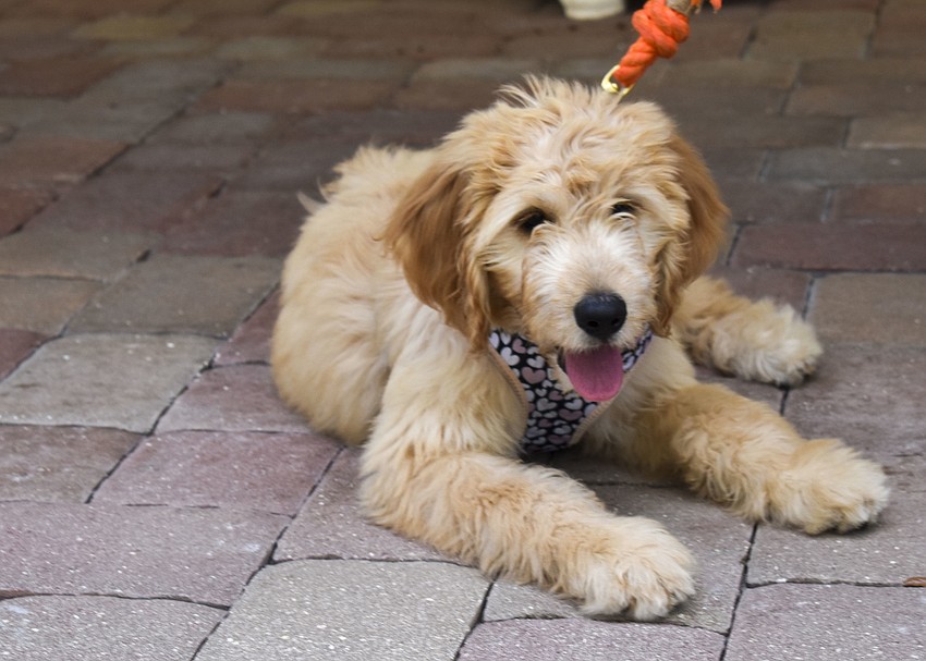 Willow, a 4 month golden doodle.