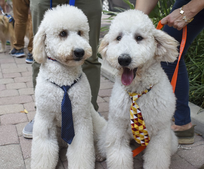 Pie and Murphy, 8 month golden doodles.
