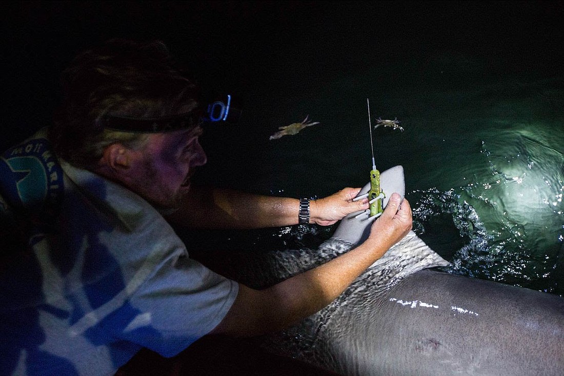 Robert Hueter attaches a satellite tag to a bull shark during a study in 2016. Bull sharks are one of the migratory shark species that PERC will focus on. Photo by Olivia Raney/Mote Marine Laboratory