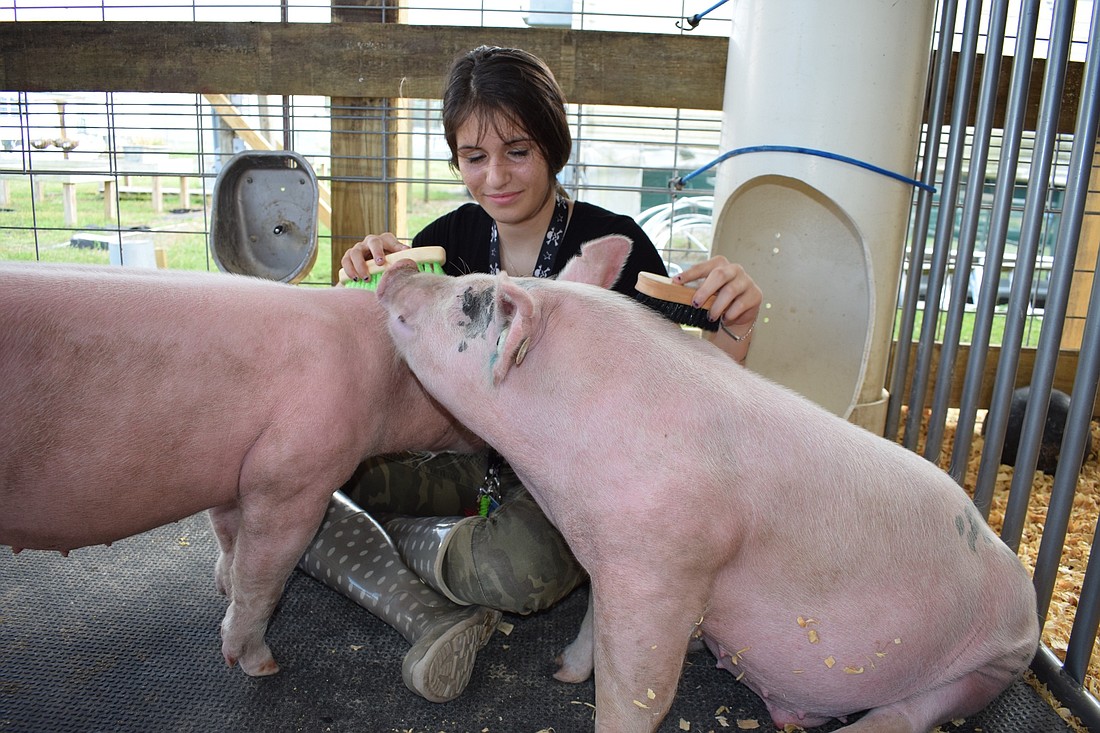 Eighth-grader Gianna Silipo attempts to brush Libby, left, and Lennon, right, at the same time. Silipo said she enjoys taking care of the pigs because they&#39;re loving.