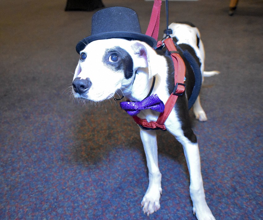 Petey is one of the dogs available for adoption at Donte's Den.