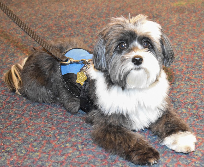 Beckett waits patiently for her chance to walk the runway.