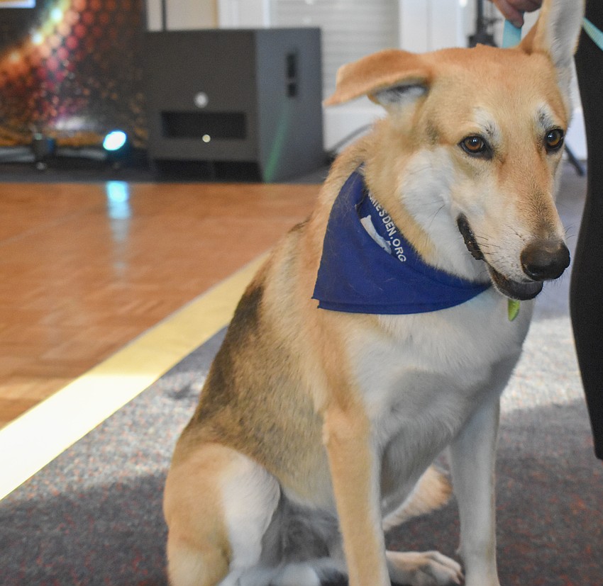 Stryker is one of the dogs from Donte's Den.