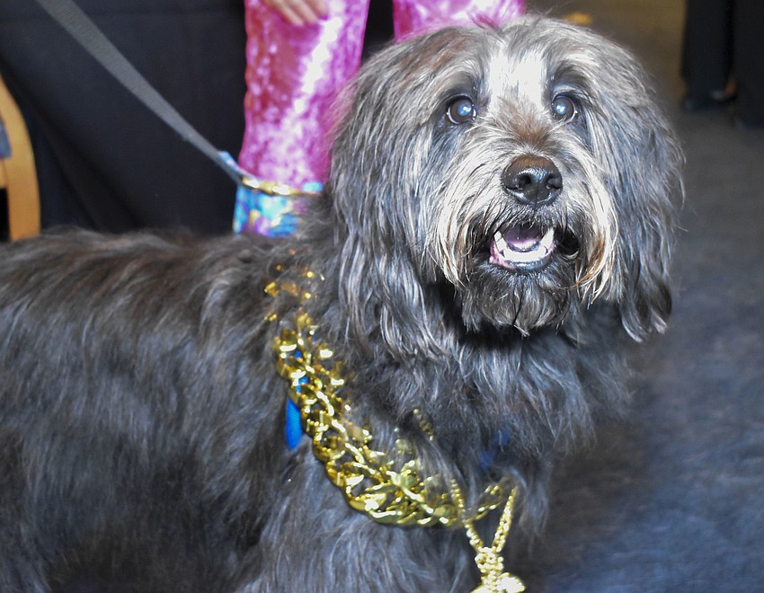 Beau Doodle waits to compete in the 