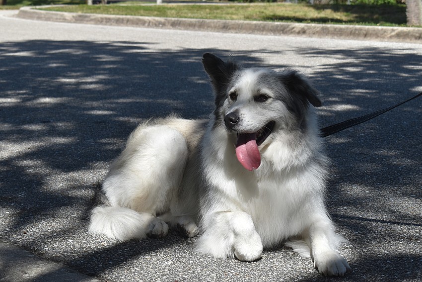 Poppy tries out a spot to lay down.