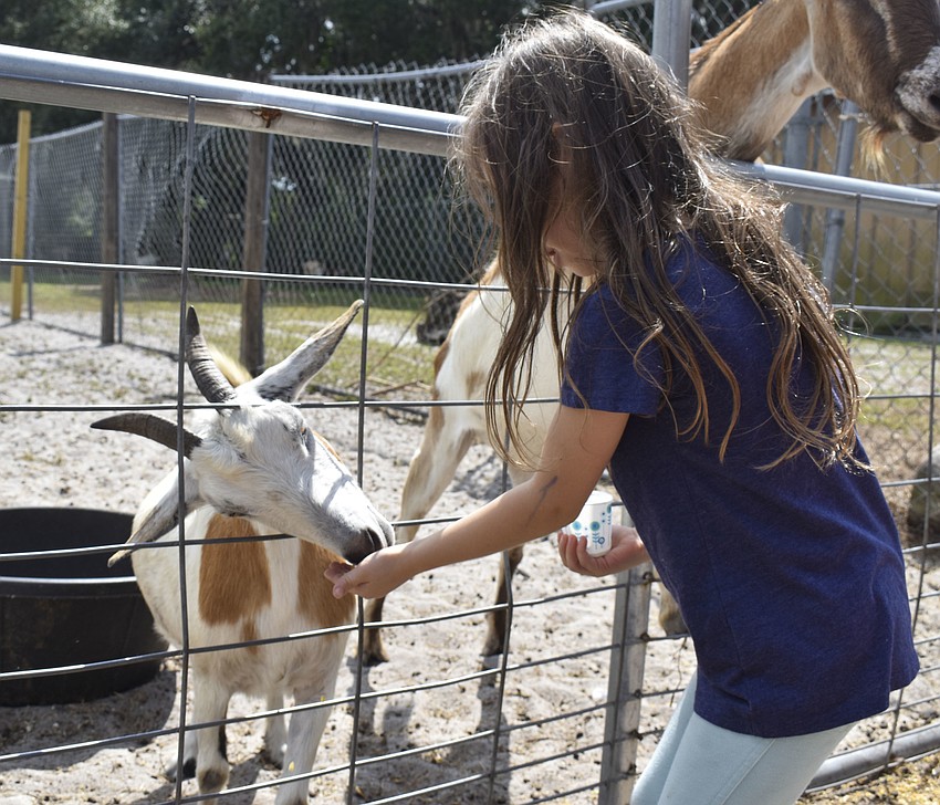 Sofia Stawki, 6, feeds the goats.