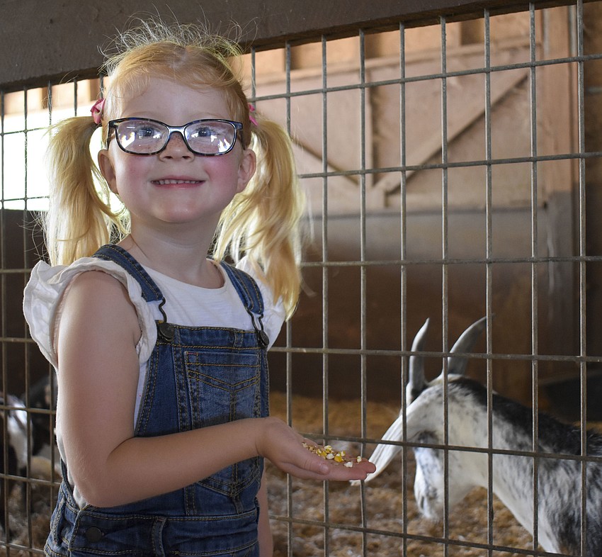 Poppy McGrath, 4, prepares to feed one of the goats.