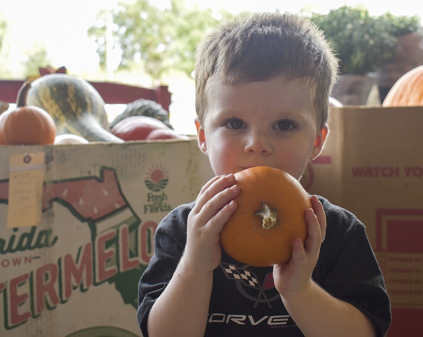 Cooper Grisanti holds up his mini pumpkin.
